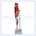 PNT-0332 Modelo profesional de la anatomía del músculo de la pierna de la nueva estructura